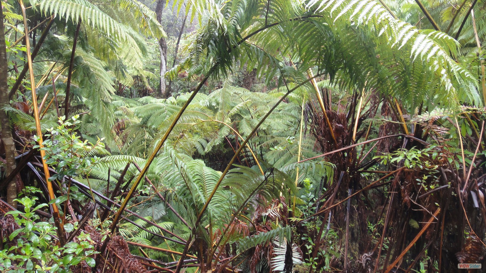 Hawaiian Forest
