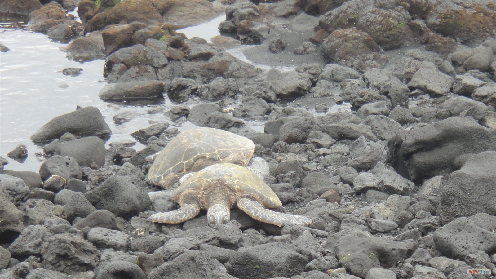 Sleeping Sea Turtles