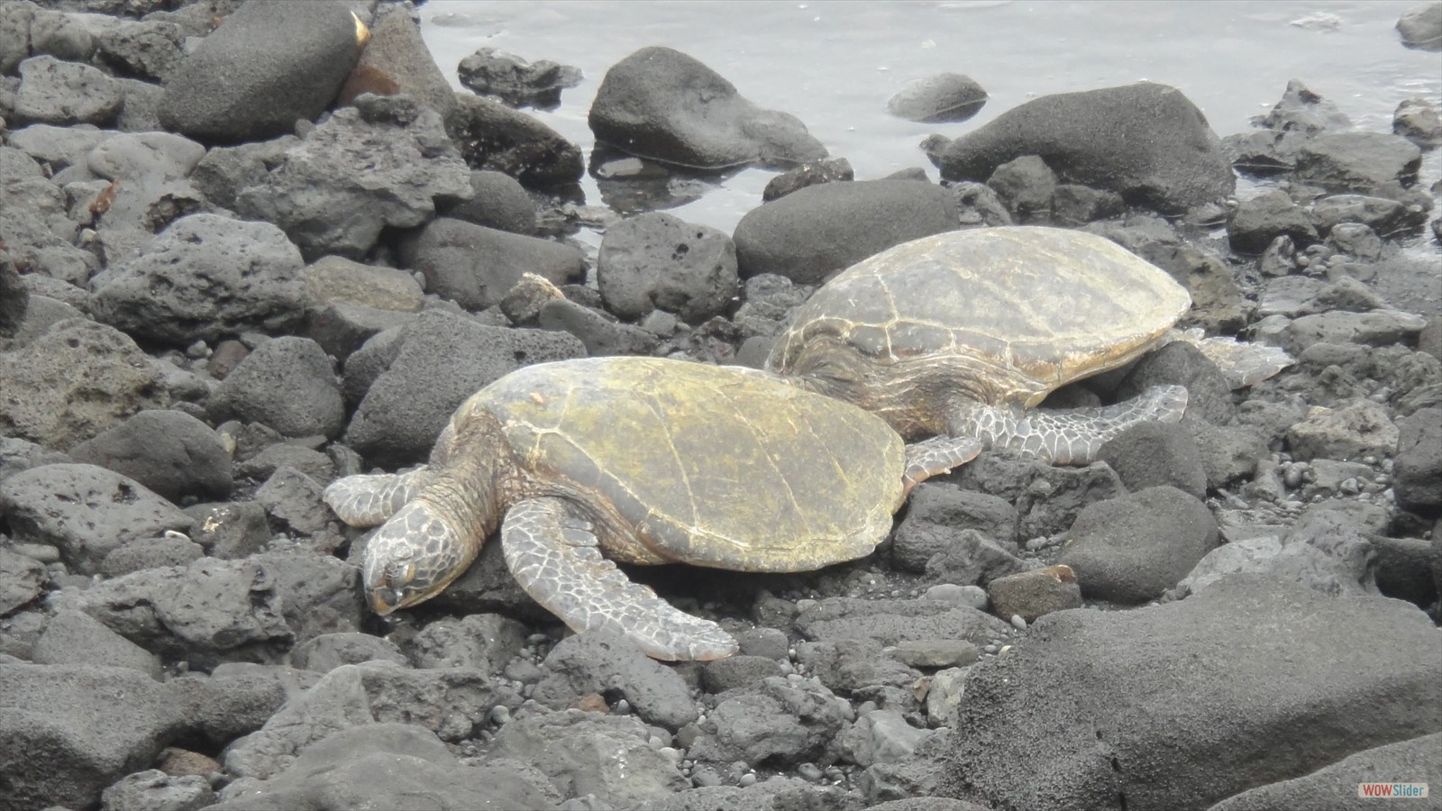 Sleeping Sea Turtles Side