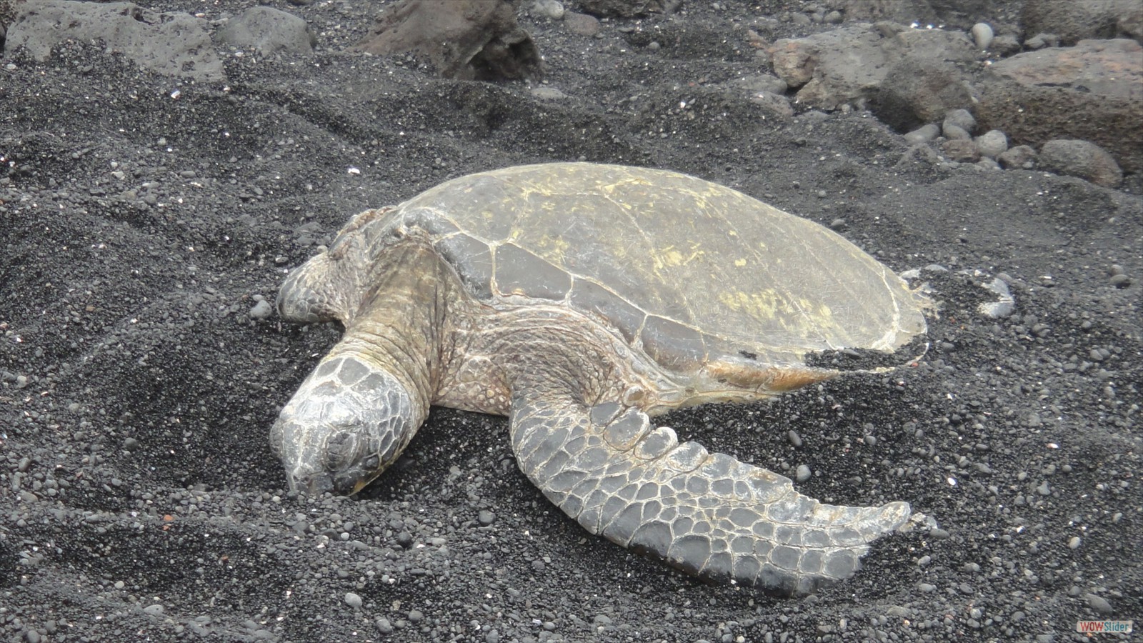 Sleeping Sea Turtle