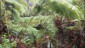 Hawaiian Forest