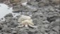 Sleeping Sea Turtles