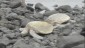 Sleeping Sea Turtles Side