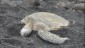 Sleeping Sea Turtle